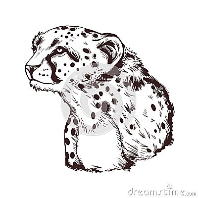 Cheetah large cat from North, Southern East Africa isolated vector illustration. Southeast African cheetah hand drawn portrait. Vector Illustration