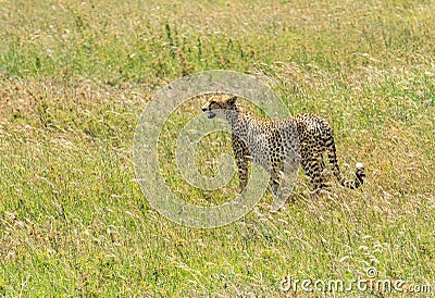 A pregnant wild Cheetah in the Serengeti, Tanzania Stock Photo