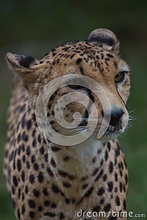 The cheetah is a large cat of the subfamily Felinae. Stock Photo