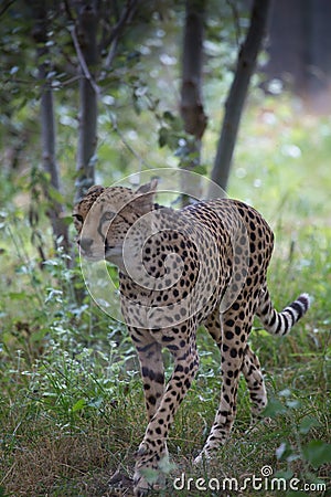 The cheetah is a large cat of the subfamily Felinae. Stock Photo