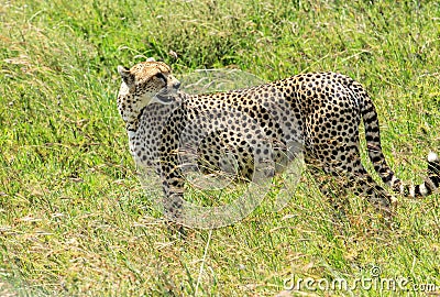 A pregnant wild Cheetah in the Serengeti, Tanzania Stock Photo