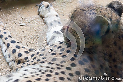 The cheetah is a large cat of the subfamily Felinae that occurs Stock Photo