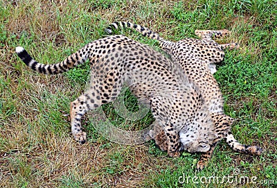 The cheetah is a large-sized feline inhabiting most of Africa Stock Photo