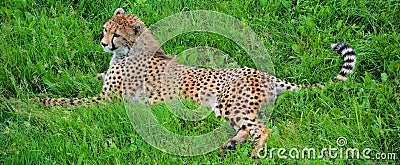 The cheetah is a large-sized feline inhabiting most of Africa Stock Photo