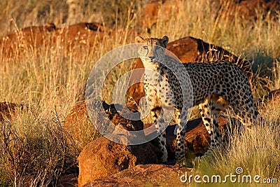 Cheetah in last light Stock Photo