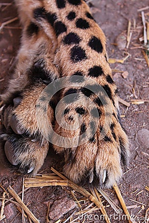 Cheetah legs and claws