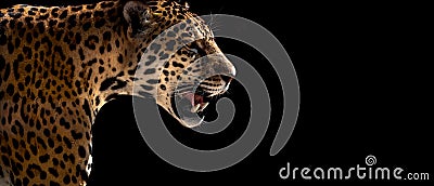 Cheetah, leopard, jaguar Stock Photo