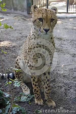 Cheetah leopard predator fangs grace Africa Stock Photo