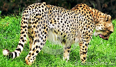 Cheetah Lick Stock Photo
