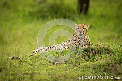 Cheetah lies on mound with mouth open Stock Photo