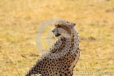 Cheetah looking for prey Masai Mara, Kenya Stock Photo