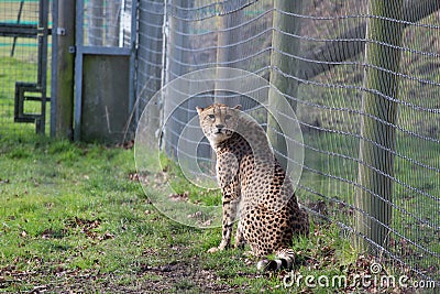Cheetah looking right at camera Stock Photo