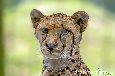 a cheetah looks very relaxed into the camera Stock Photo