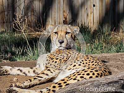 Cheetah Lounging About On A Sunny Afternoon Stock Photo