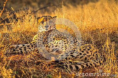 Cheetah lying in Africa Stock Photo