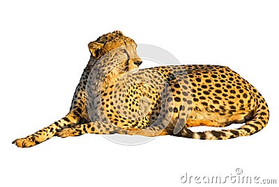 Cheetah lying Stock Photo