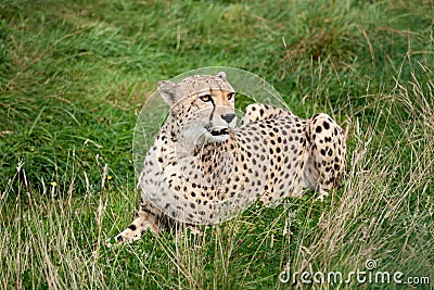 Cheetah Lying Down in Long Grass Stock Photo