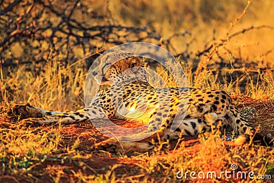 Cheetah lying red desert Stock Photo