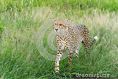 Cheetah in Mkuze Falls Game Reserve Stock Photo