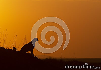 Cheetah Mother on a termite mount during sunrise seen at Masai Mara , Kenya Stock Photo