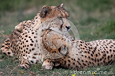 Cheetah Pair Stock Photo