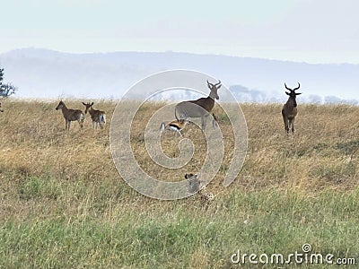 A cheetah pair stalking hartebeest and gazelle at serengeti Stock Photo