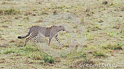 A cheetah patrols its territory Stock Photo