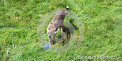 Cheetah playing is a feline inhabiting most of Africa and part of the Middle East Stock Photo