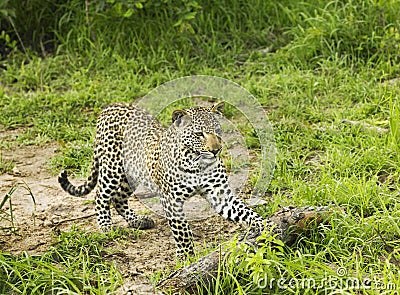 Cheetah playing with log Stock Photo