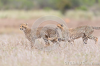 Cheetah playing portrait Stock Photo