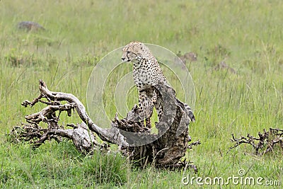 Cheetah playing on a tree trunk in the savannah Stock Photo