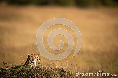 Cheetah poking head above mound on savannah Stock Photo