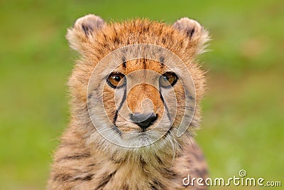 Cheetah, portrait of cute young babe. Close-up detail of fur coat cub. Fastest mammal on the land, Kgalagadi, Botswana. Wildlife Stock Photo