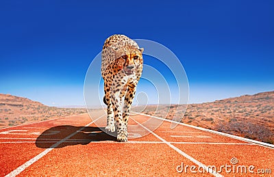 Cheetah with predator look on a sprint race track Stock Photo