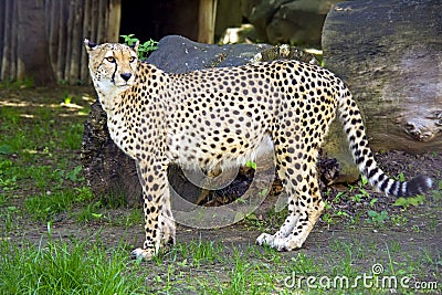 Cheetah predator mammal leopard cat family Stock Photo