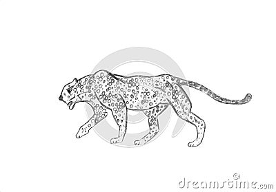Cheetah prowling. Black line drawing Isolated on light gray background. Hand drawn illustration. Pencil sketch. Profile of African Cartoon Illustration