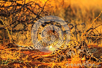 Cheetah in red desert Stock Photo