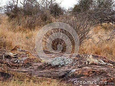 Cheetah relaxing in wilderness on cliff Stock Photo