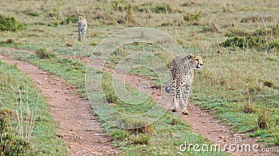 A cheetah patrols its territory Stock Photo
