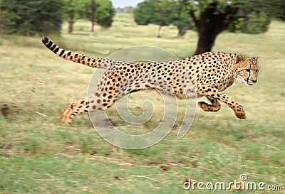 Cheetah running Stock Photo