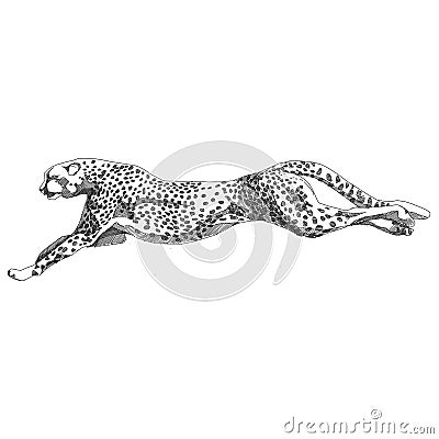 Cheetah running sketch vector Vector Illustration