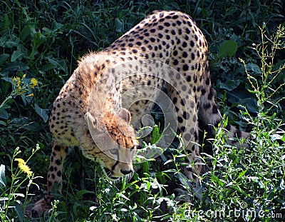 Cheetah`s are large-sized feline inhabiting most of Africa Stock Photo