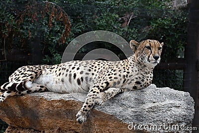 Cheetah. Stock Photo