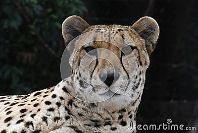 Cheetah. Stock Photo