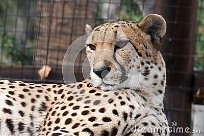 Cheetah. Editorial Stock Photo