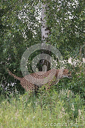 Cheetah shitting in the grass Stock Photo