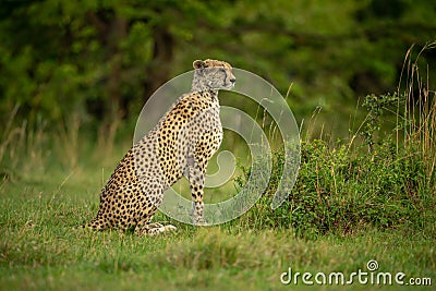 Cheetah sits in grassy clearing near trees Stock Photo