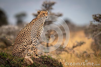 Cheetah sits on grassy mound turning head Stock Photo