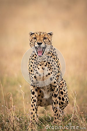 Cheetah sits in long grass yawning widely Stock Photo