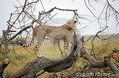 Cheetah sits on a tree in the savannah. Kenya. Tanzania. Africa. National Park. Serengeti. Maasai Mara. Cartoon Illustration